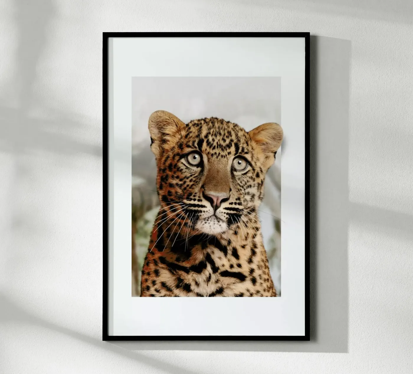 LEOPARD CUB poster de JONAS LOOSE KIDS