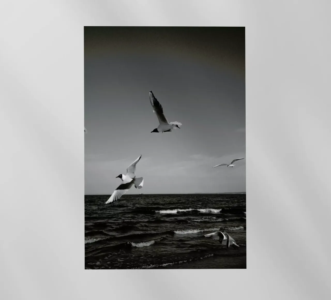 Seagulls III pellicola backlit da Sebastian Hilgetag