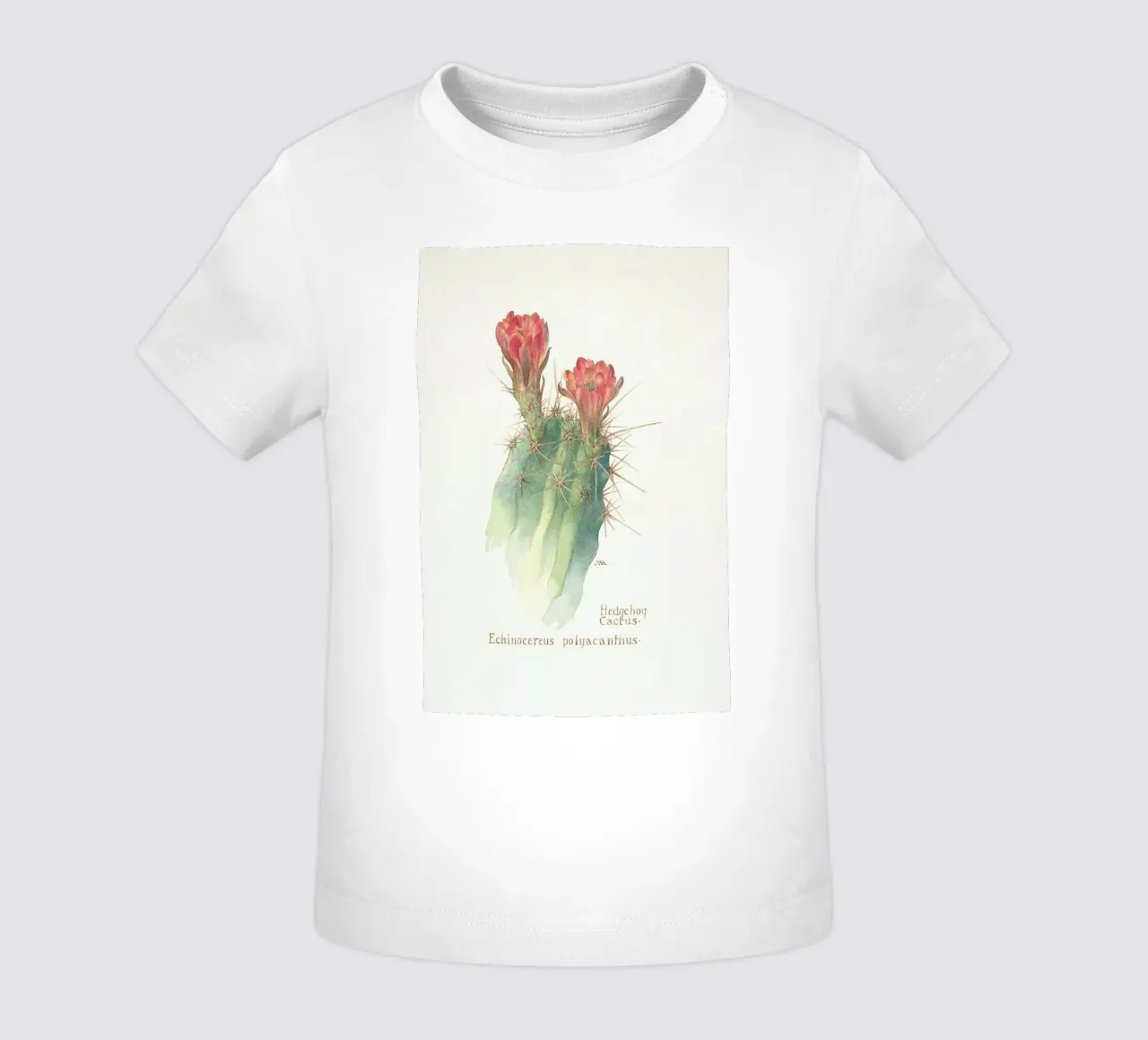 Hedgehog Cactus, Echinocereus Polyacanthus maglietta neonato da Artokoloro Quint Lox Ltd