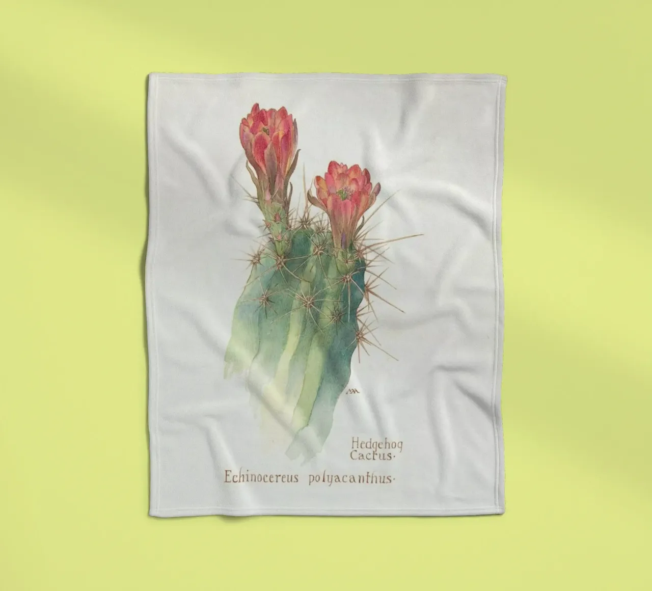 Hedgehog Cactus, Echinocereus Polyacanthus coperta in pile da Artokoloro Quint Lox Ltd