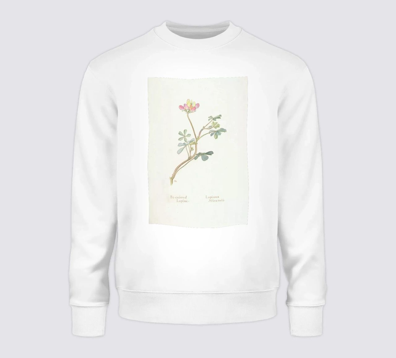 Bi-Coloured Lupine, Lupinus Striversii, 1912 Sweatshirt von Artokoloro Quint Lox Ltd
