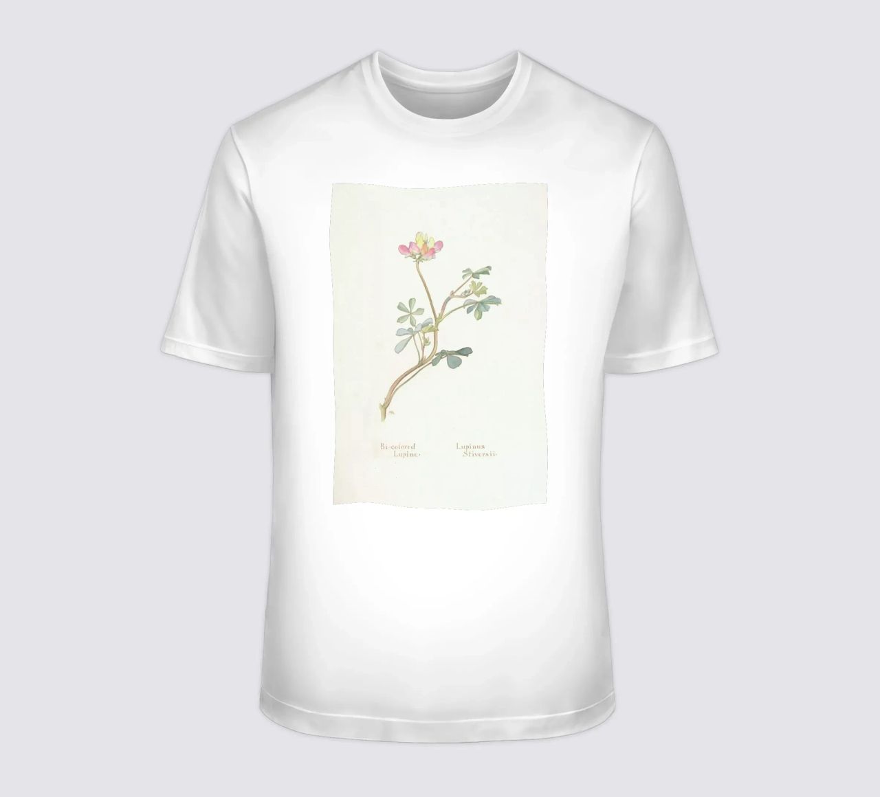Bi-Coloured Lupine, Lupinus Striversii, 1912 T-Shirt von Artokoloro Quint Lox Ltd