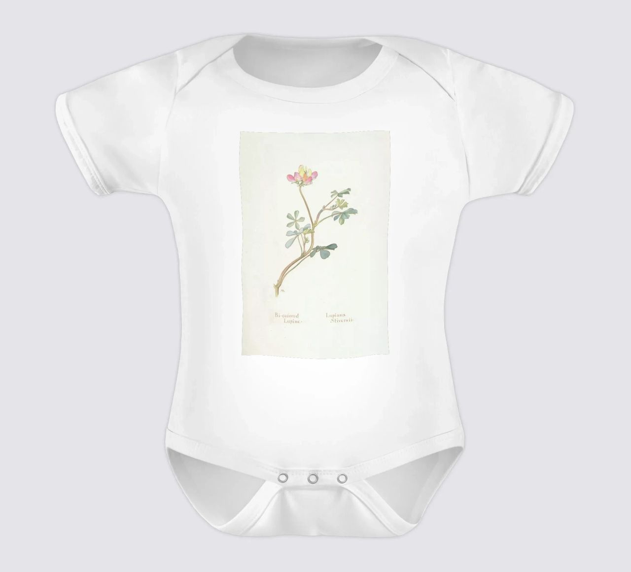 Bi-Coloured Lupine, Lupinus Striversii, 1912 Kurzarm Babybody von Artokoloro Quint Lox Ltd