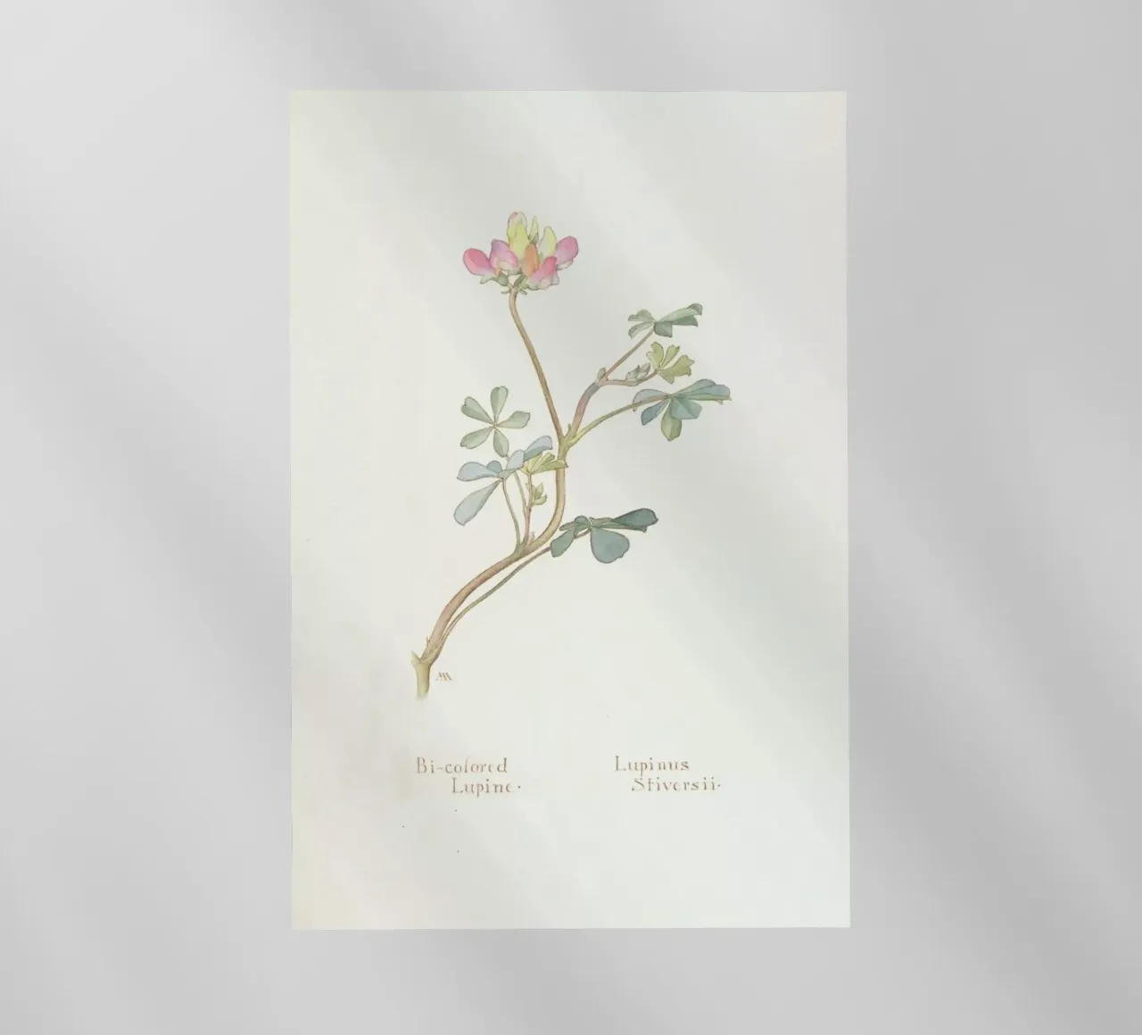 Bi-Coloured Lupine, Lupinus Striversii, 1912 pellicola backlit da Artokoloro Quint Lox Ltd