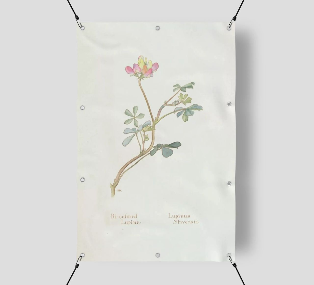 Bi-Coloured Lupine, Lupinus Striversii, 1912 telo in pvc da Artokoloro Quint Lox Ltd
