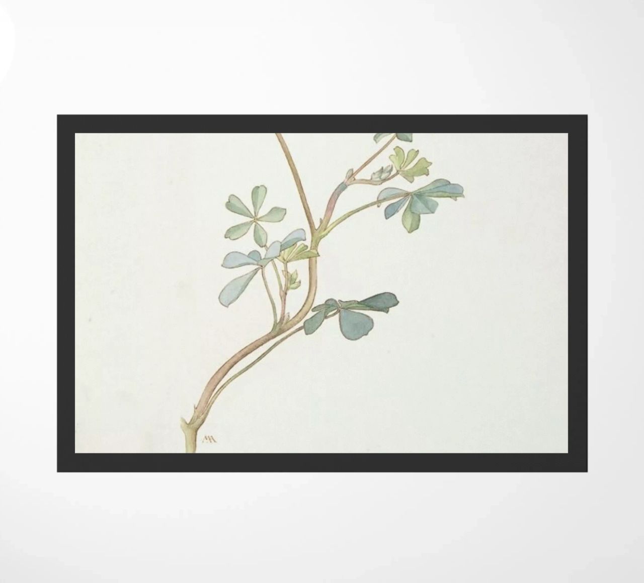 Bi-Coloured Lupine, Lupinus Striversii, 1912 zerbino da Artokoloro Quint Lox Ltd