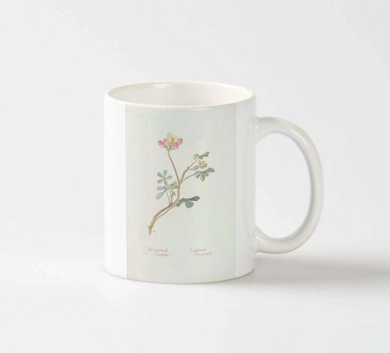 Bi-Coloured Lupine, Lupinus Striversii, 1912 tazza in ceramica da Artokoloro Quint Lox Ltd