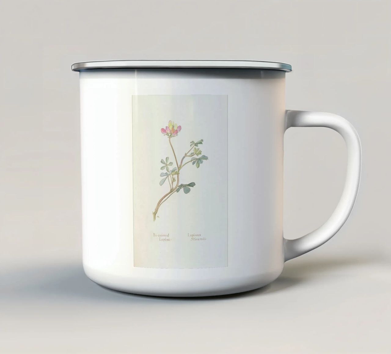 Bi-Coloured Lupine, Lupinus Striversii, 1912 Emaille Tasse von Artokoloro Quint Lox Ltd