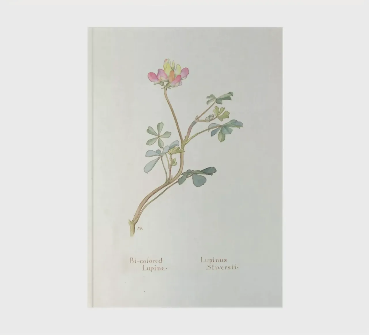 Bi-Coloured Lupine, Lupinus Striversii, 1912 carnet de notes de Artokoloro Quint Lox Ltd