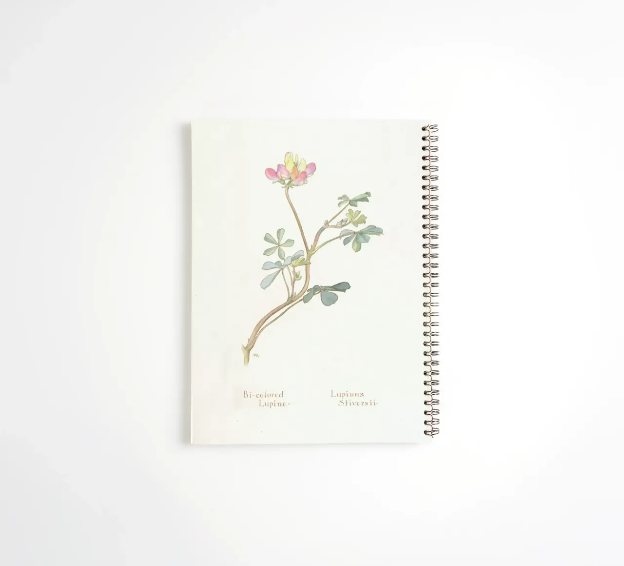 Bi-Coloured Lupine, Lupinus Striversii, 1912 spiral notebook by Artokoloro Quint Lox Ltd
