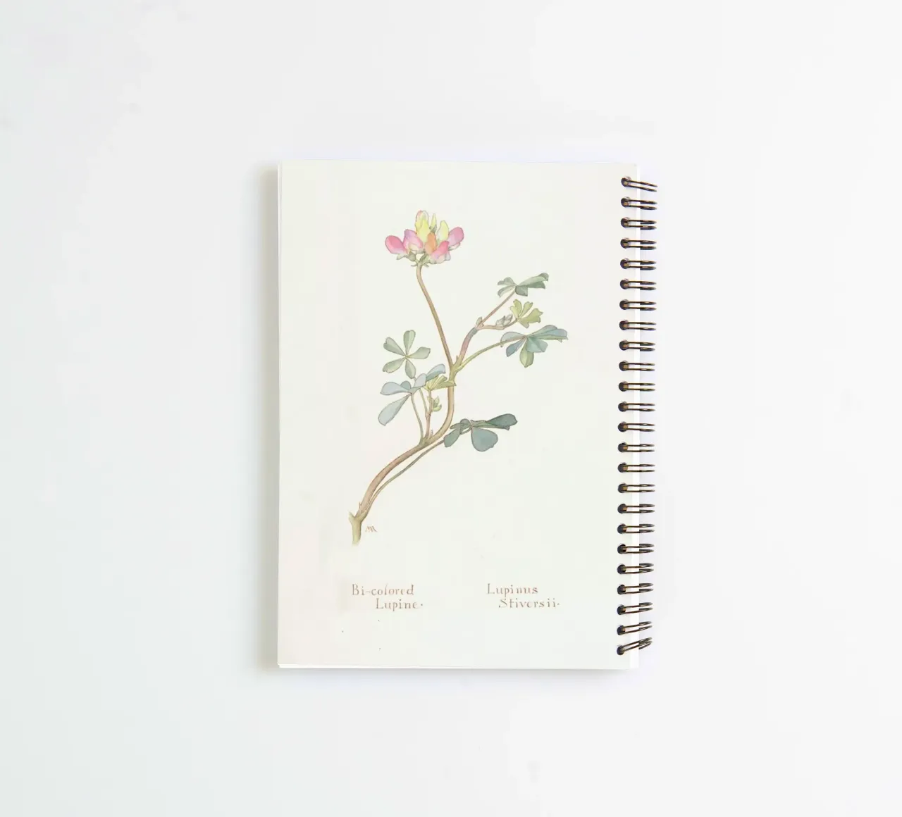 Bi-Coloured Lupine, Lupinus Striversii, 1912 spiral notebook by Artokoloro Quint Lox Ltd