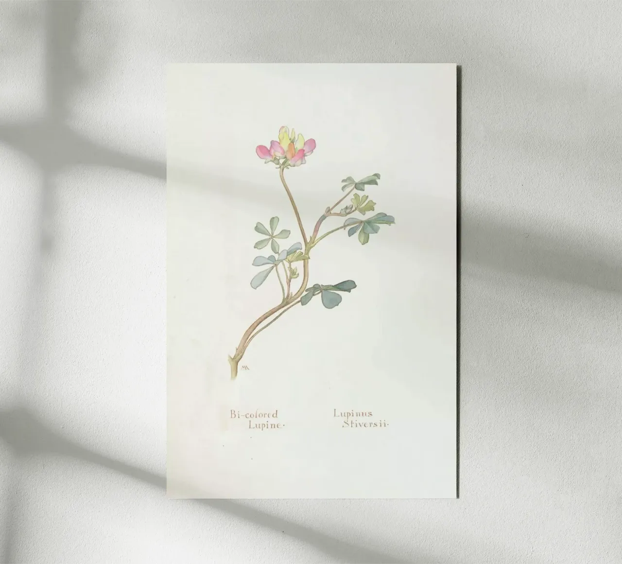 Bi-Coloured Lupine, Lupinus Striversii, 1912 alluminio dibond da Artokoloro Quint Lox Ltd