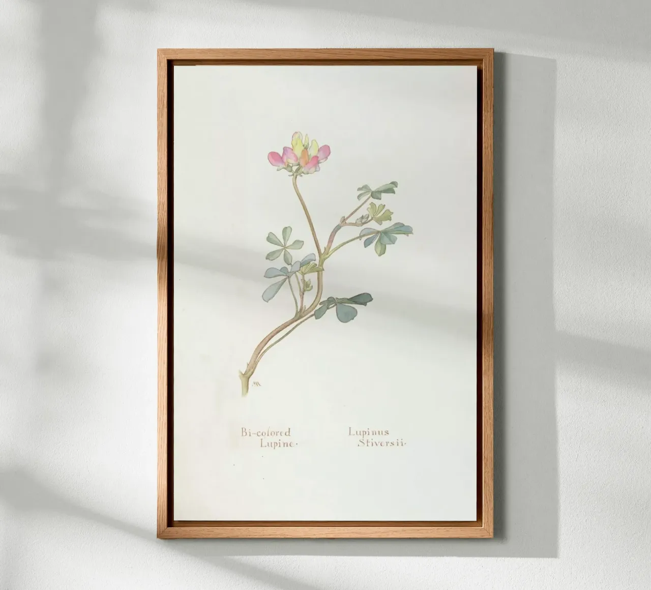 Bi-Coloured Lupine, Lupinus Striversii, 1912 canvas van Artokoloro Quint Lox Ltd