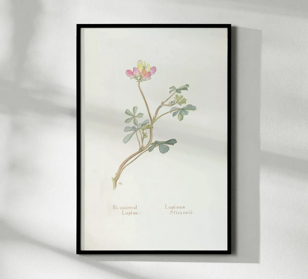 Bi-Coloured Lupine, Lupinus Striversii, 1912 carta hahnemühle da Artokoloro Quint Lox Ltd