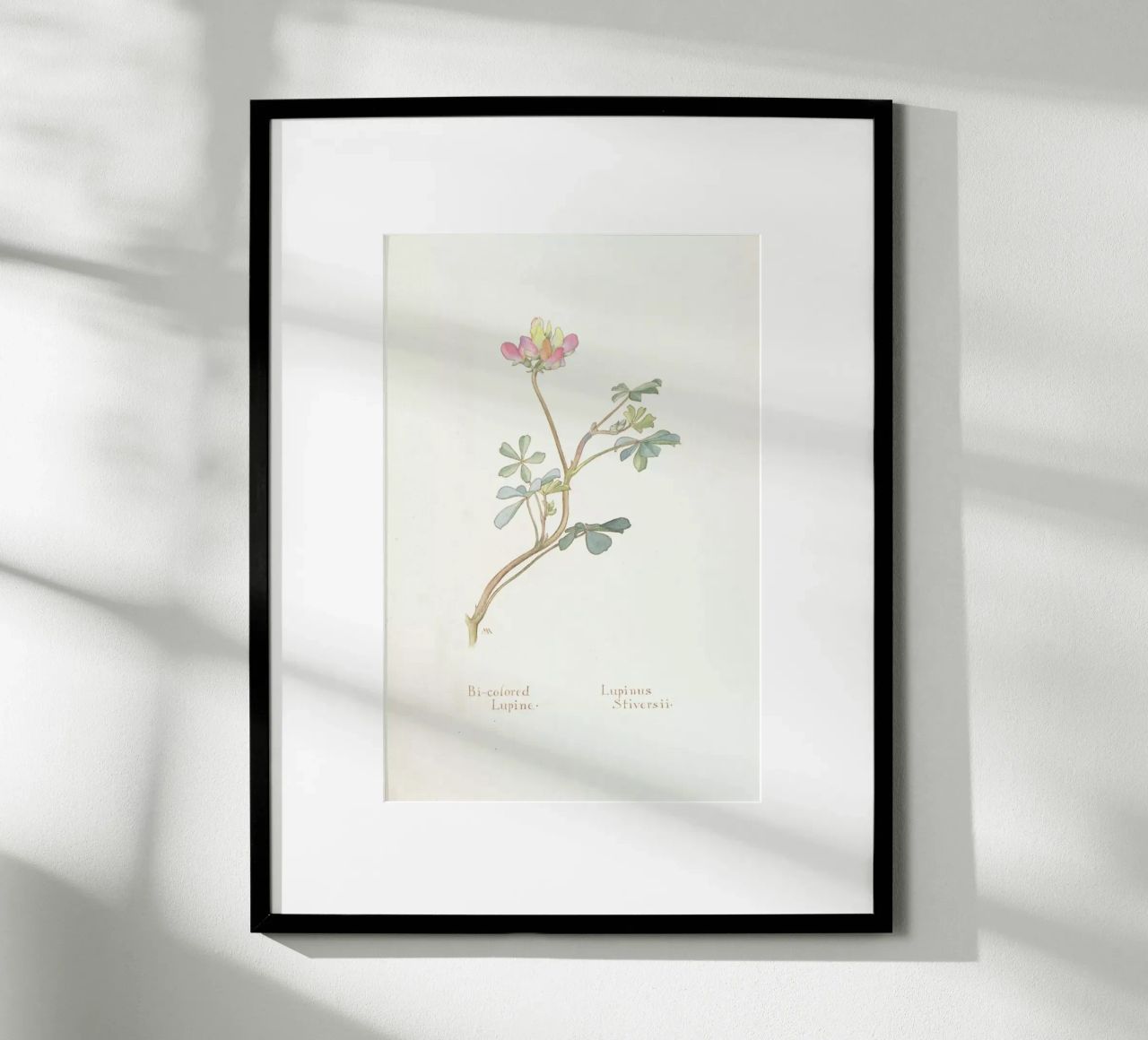 Bi-Coloured Lupine, Lupinus Striversii, 1912 Poster von Artokoloro Quint Lox Ltd