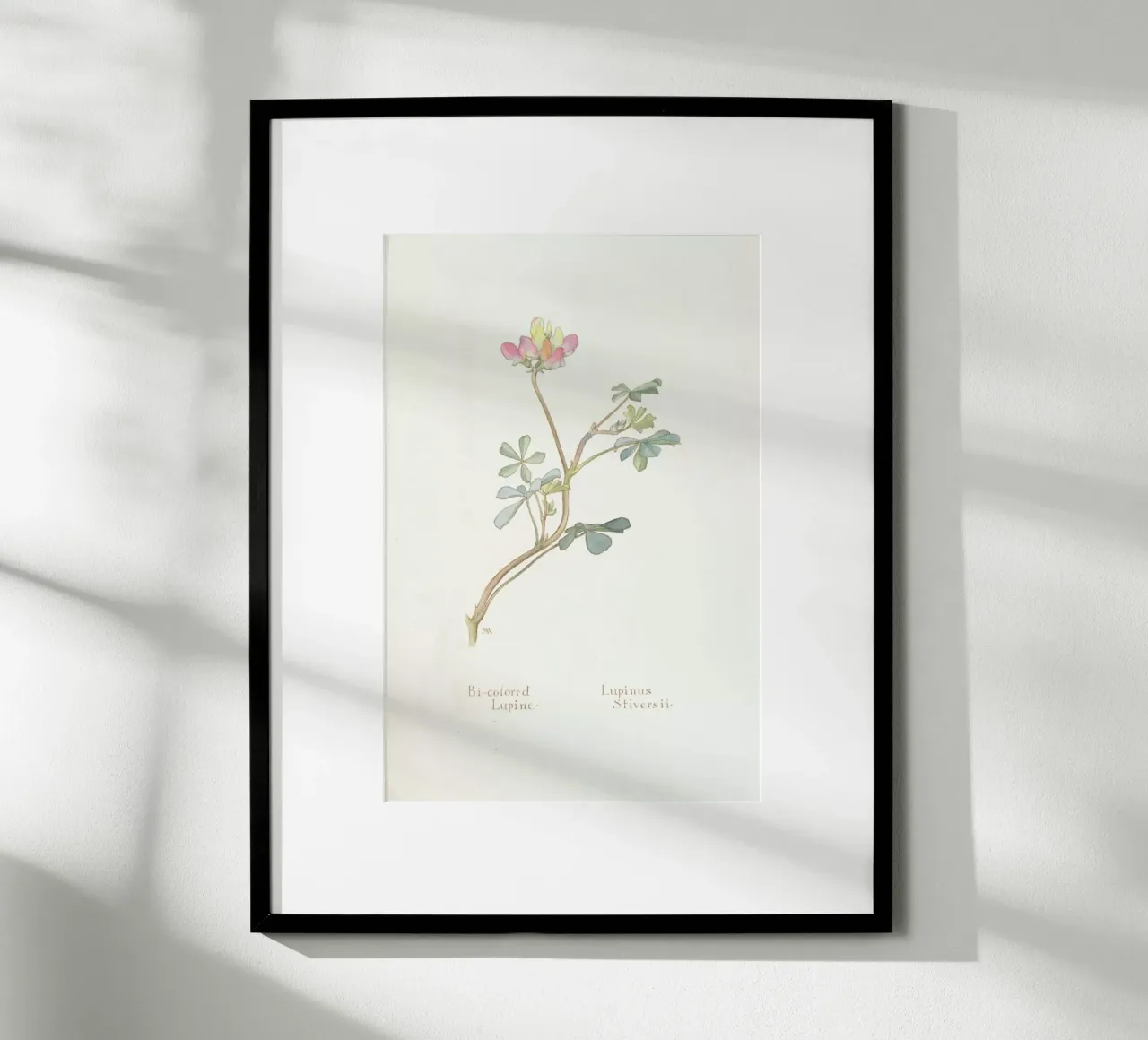 Bi-Coloured Lupine, Lupinus Striversii, 1912 carta hahnemühle da Artokoloro Quint Lox Ltd