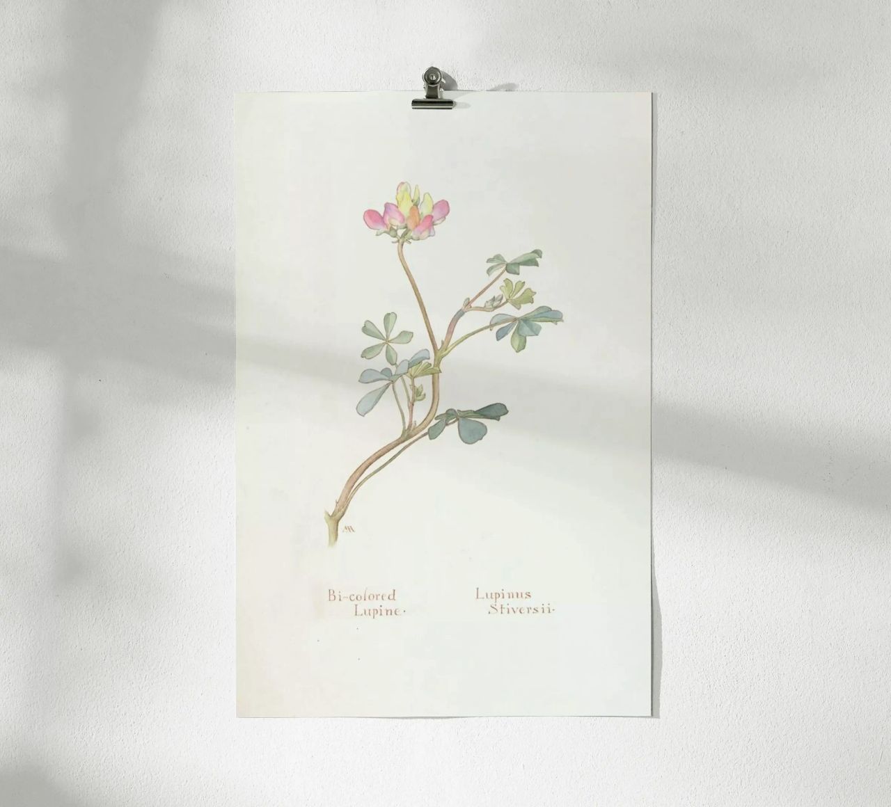 Bi-Coloured Lupine, Lupinus Striversii, 1912 Poster von Artokoloro Quint Lox Ltd