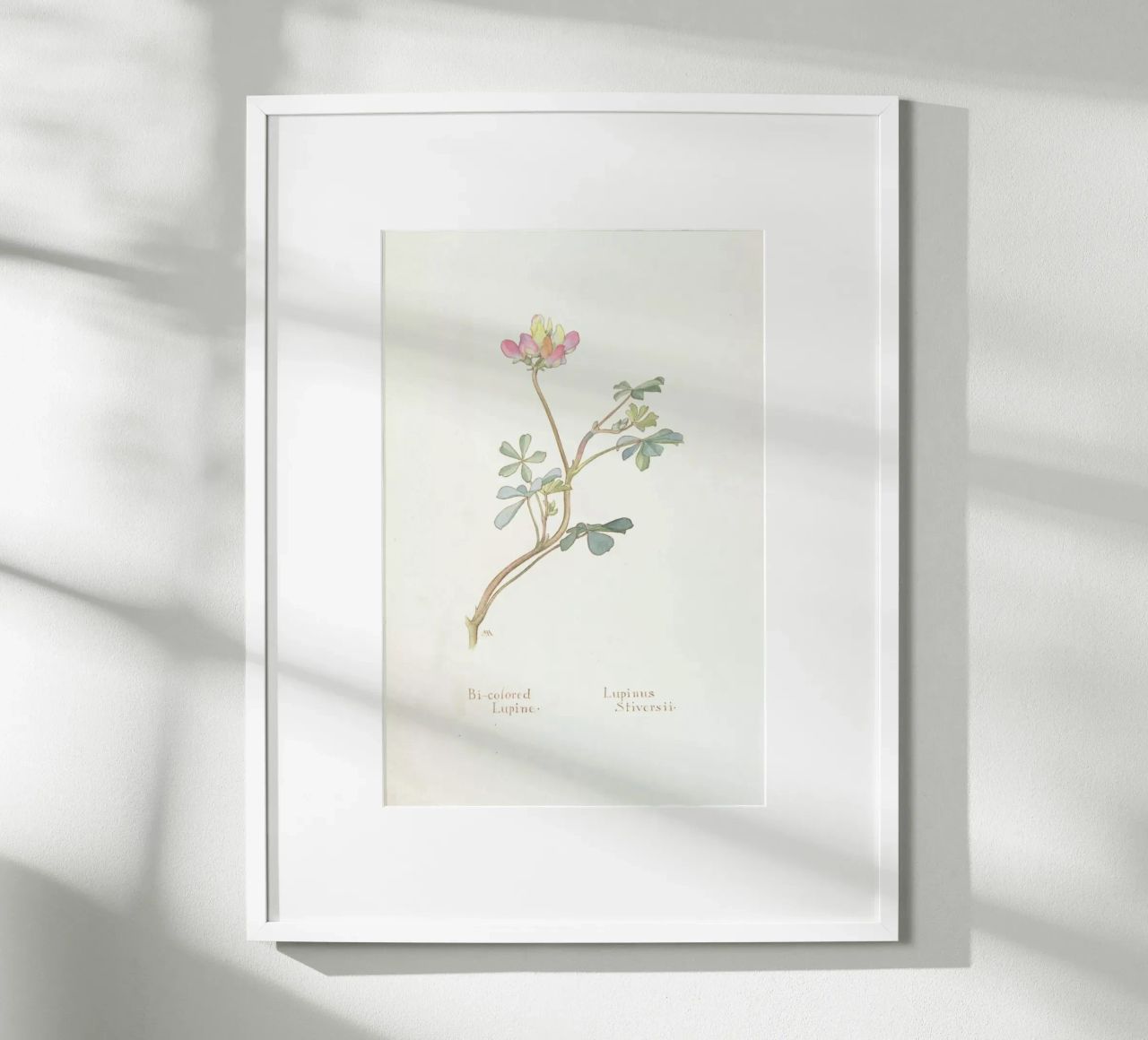 Bi-Coloured Lupine, Lupinus Striversii, 1912 Poster von Artokoloro Quint Lox Ltd