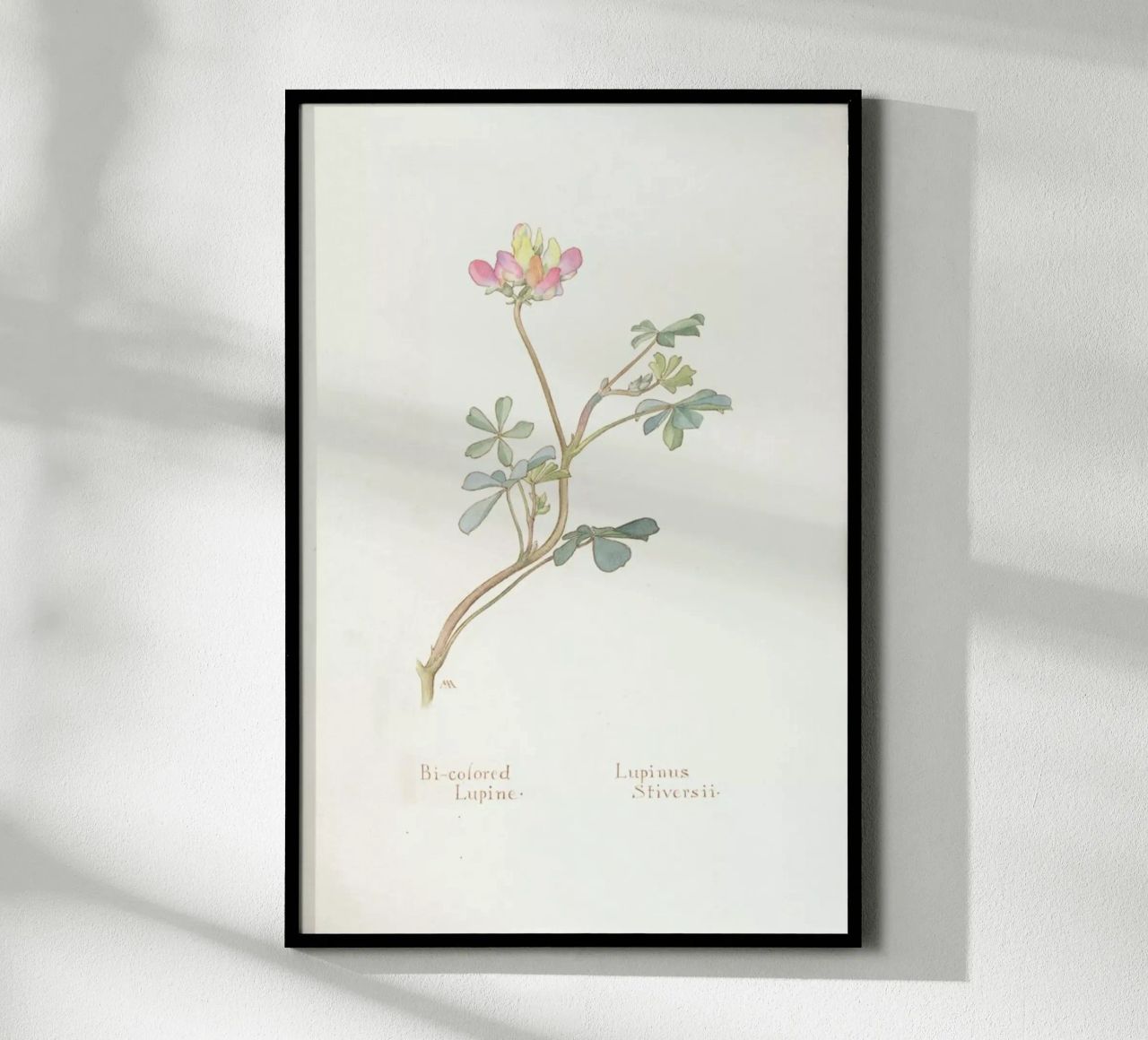 Bi-Coloured Lupine, Lupinus Striversii, 1912 Poster von Artokoloro Quint Lox Ltd