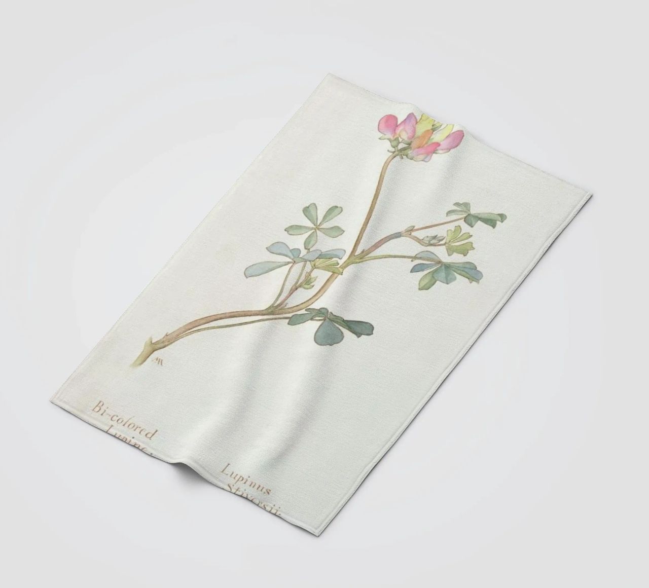 Bi-Coloured Lupine, Lupinus Striversii, 1912 Fleecedecke von Artokoloro Quint Lox Ltd