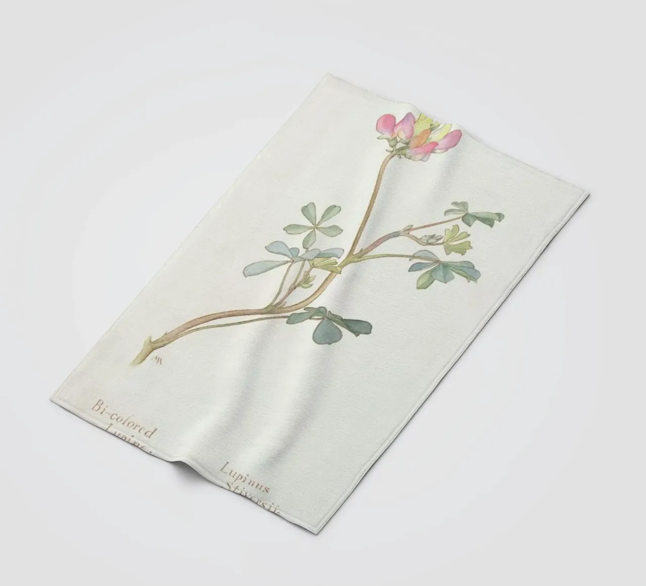 Bi-Coloured Lupine, Lupinus Striversii, 1912 coperta in pile da Artokoloro Quint Lox Ltd