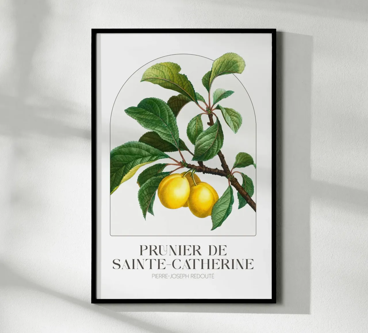 Redoute - Prunier de Sainte Catherine poster con telaio in plastica da Old Masters