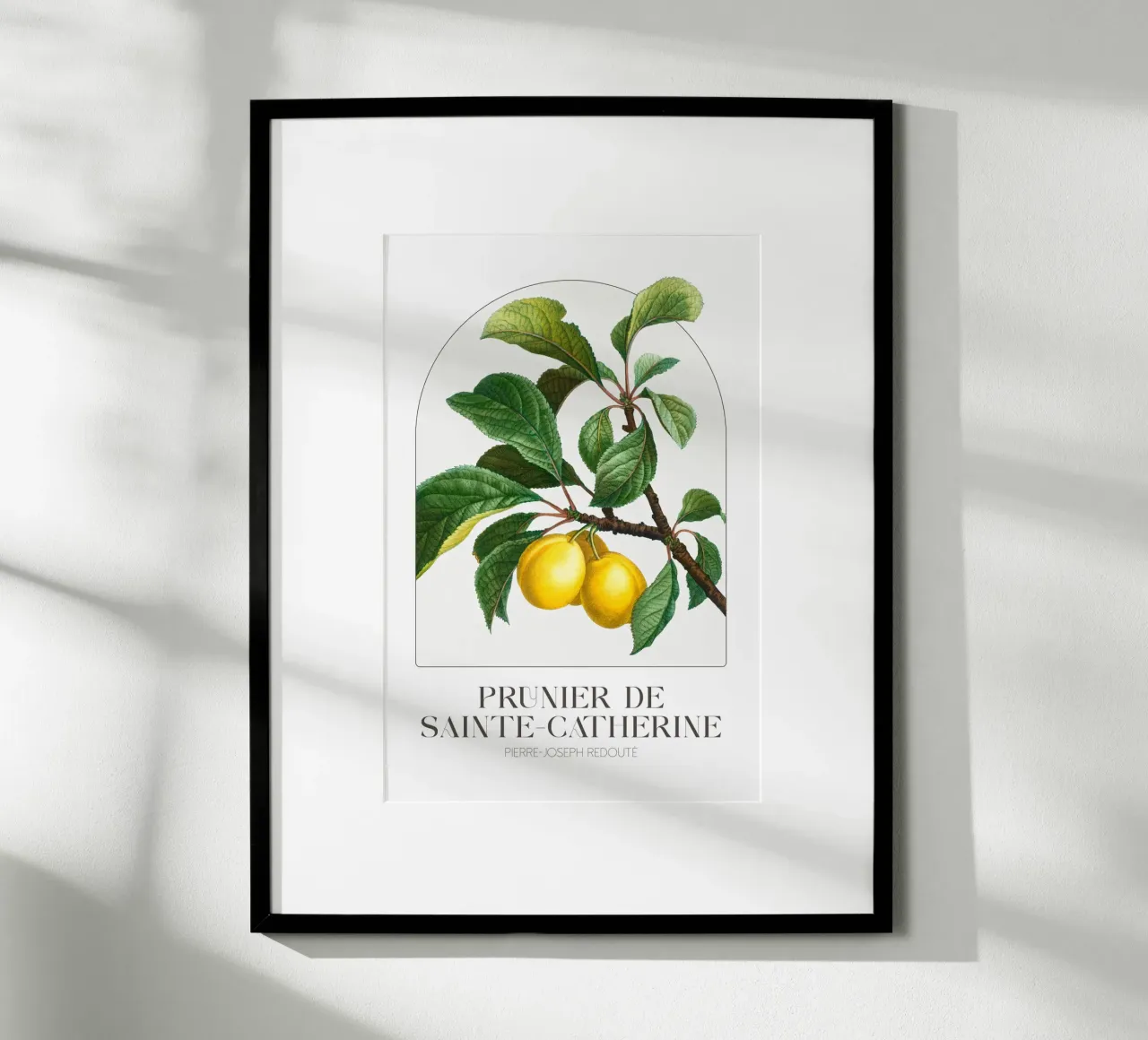 Redoute - Prunier de Sainte Catherine poster con telaio in plastica da Old Masters