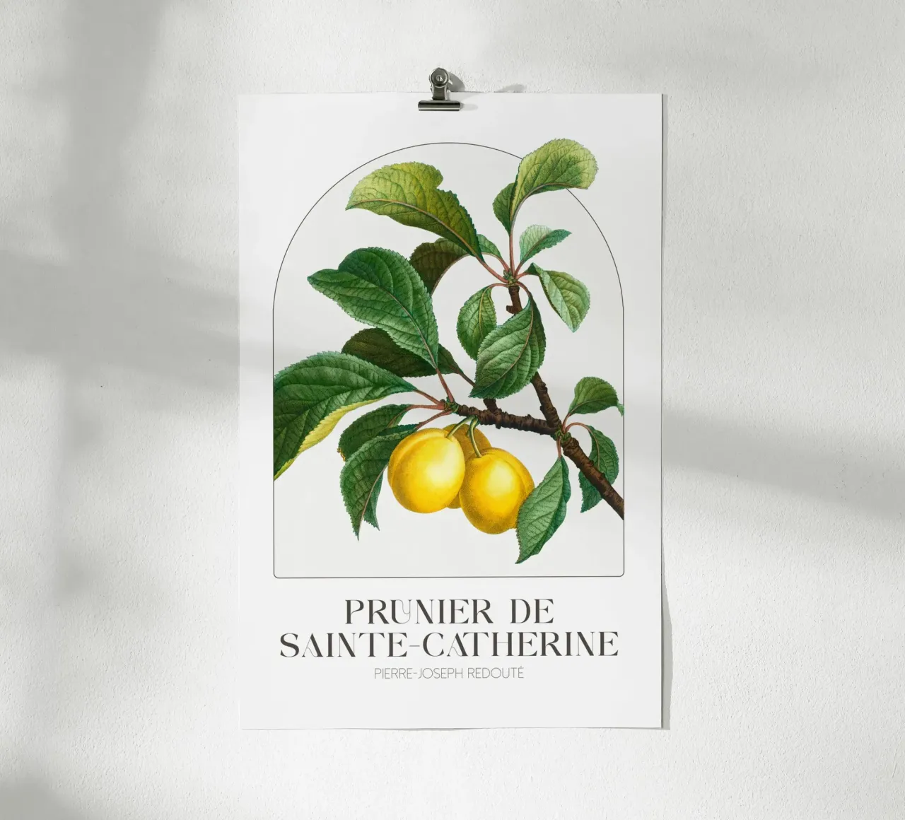 Redoute - Prunier de Sainte Catherine poster con telaio in plastica da Old Masters