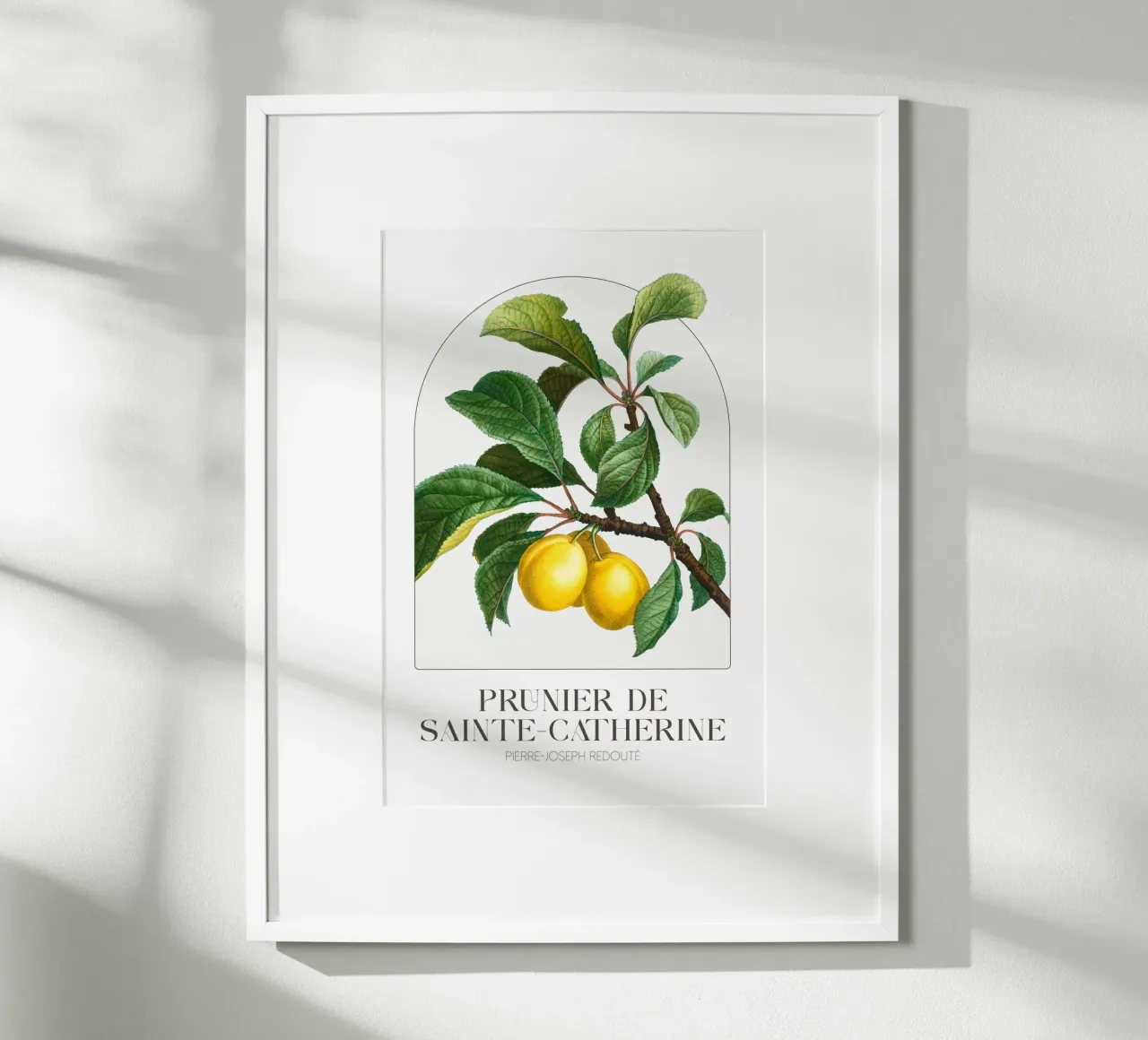 Redoute - Prunier de Sainte Catherine poster con telaio in plastica da Old Masters