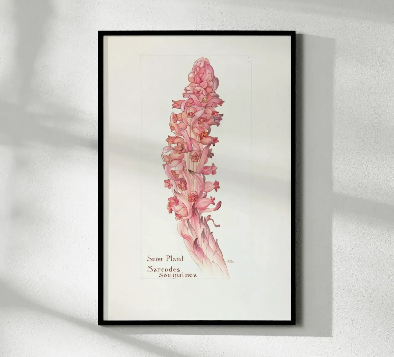 Snow Plant, Sarcodes Sanguinea, 1909 - Margaret Neilson Armstrong poster con telaio in alluminio da Artokoloro Quint Lox Ltd