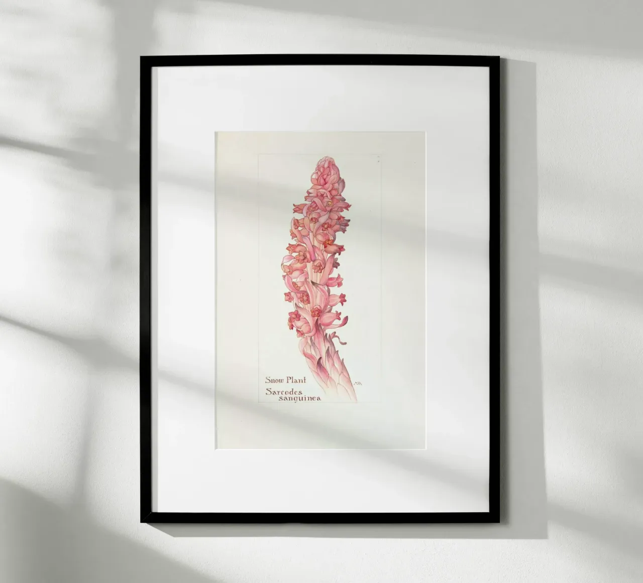 Snow Plant, Sarcodes Sanguinea, 1909 - Margaret Neilson Armstrong poster con telaio in alluminio da Artokoloro Quint Lox Ltd