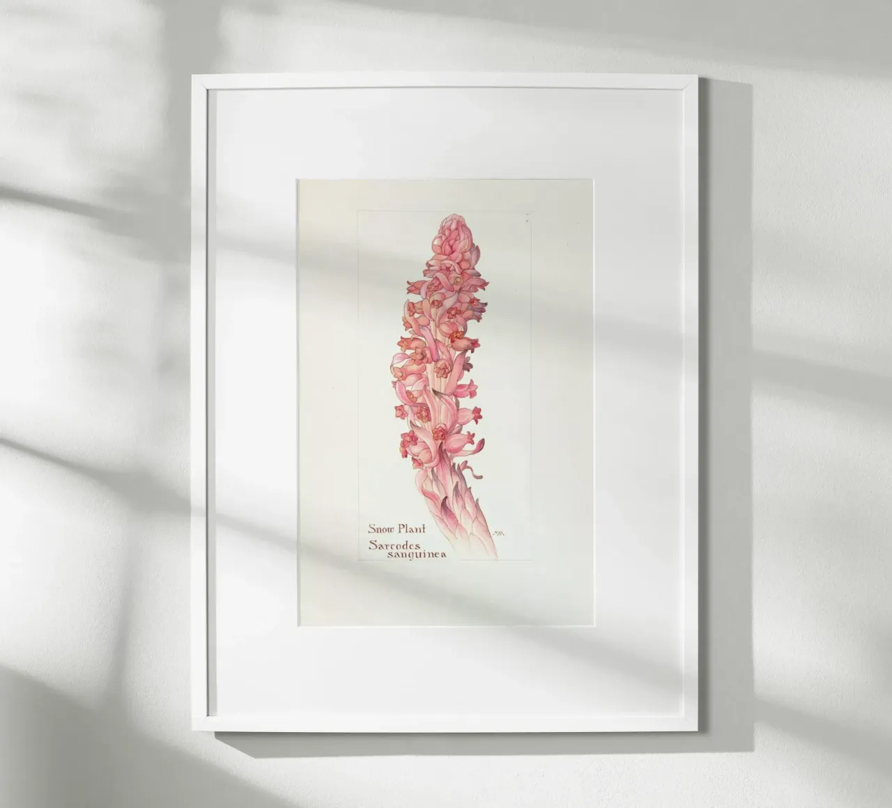 Snow Plant, Sarcodes Sanguinea, 1909 - Margaret Neilson Armstrong poster con telaio in alluminio da Artokoloro Quint Lox Ltd