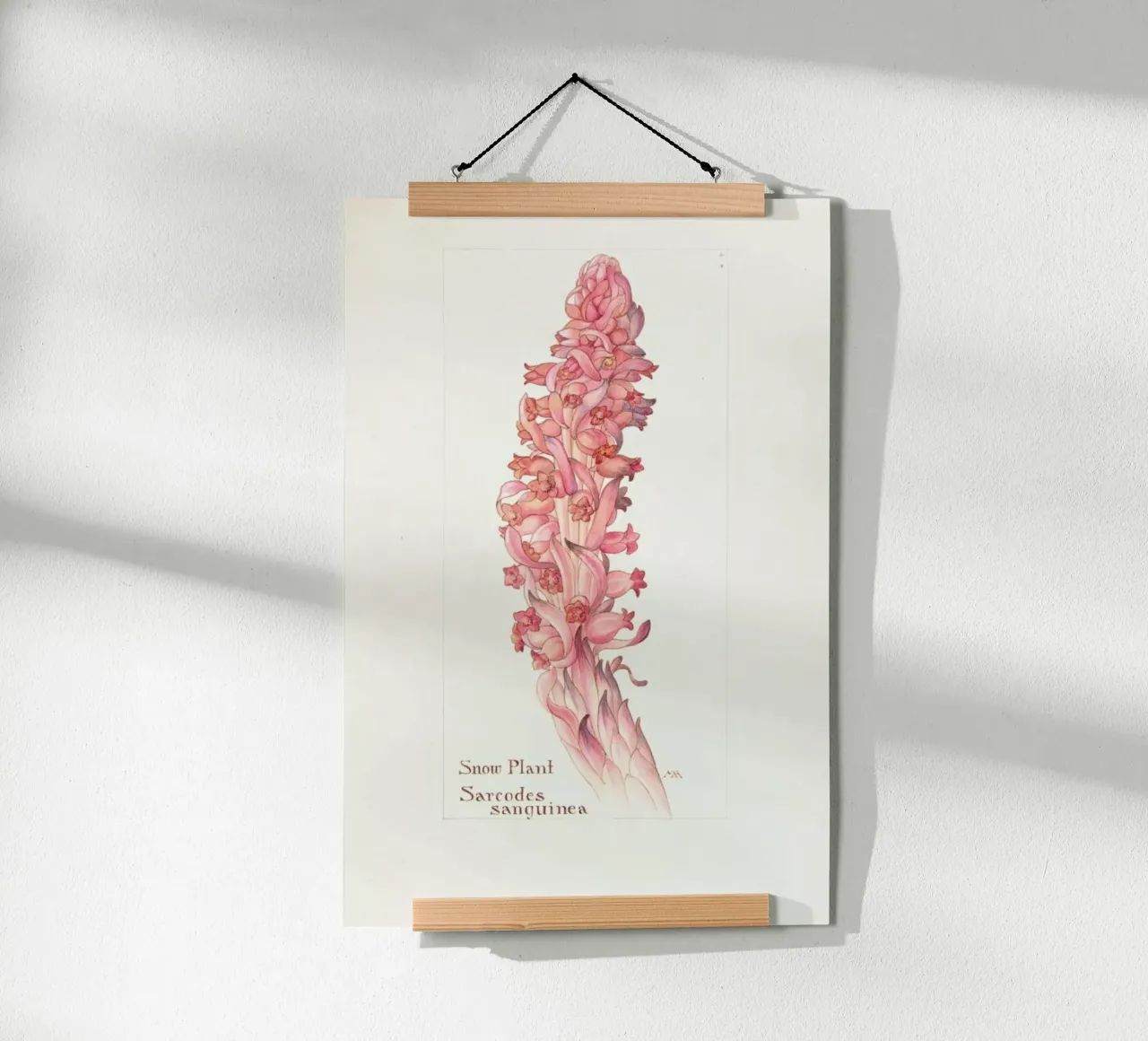 Snow Plant, Sarcodes Sanguinea, 1909 - Margaret Neilson Armstrong poster con telaio in alluminio da Artokoloro Quint Lox Ltd