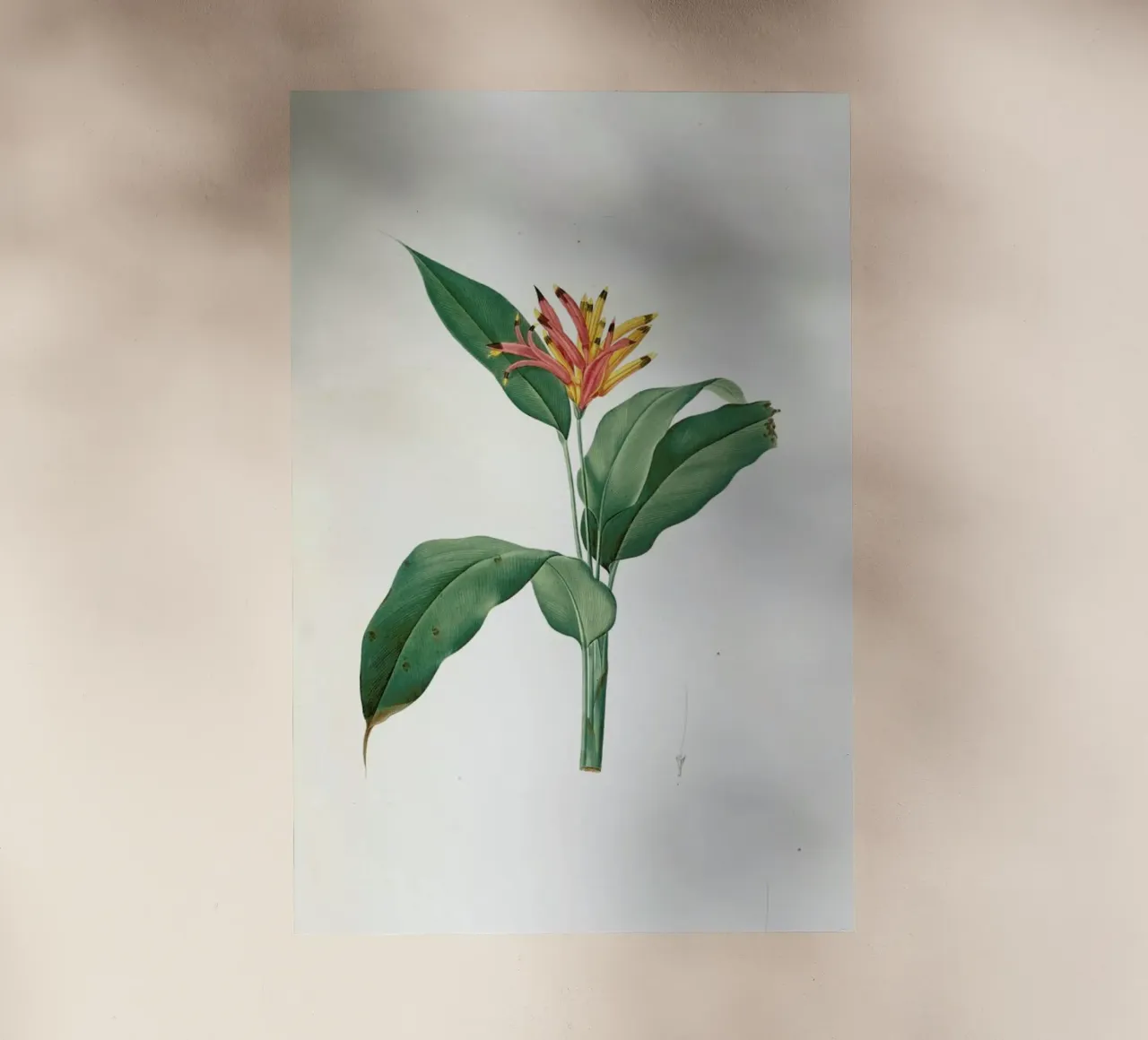 Heliconia psittacorum, Parrot Flower -Pierre Joseph pellicola backlit da Artokoloro Quint Lox Ltd