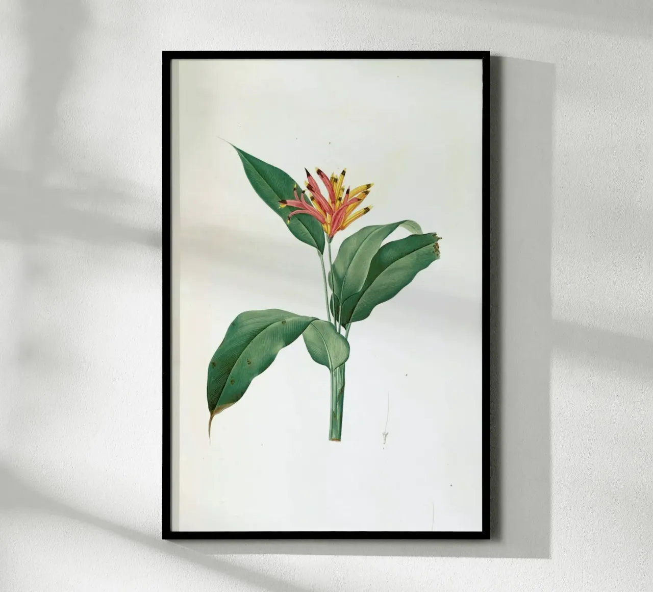 Heliconia psittacorum, Parrot Flower -Pierre Joseph poster con telaio in plastica da Artokoloro Quint Lox Ltd