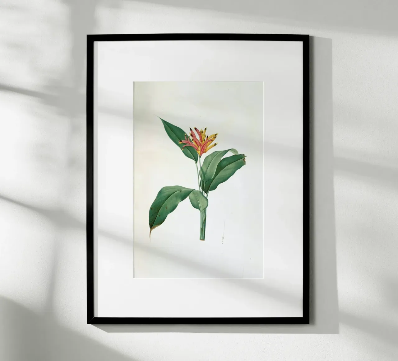 Heliconia psittacorum, Parrot Flower -Pierre Joseph poster con telaio in plastica da Artokoloro Quint Lox Ltd