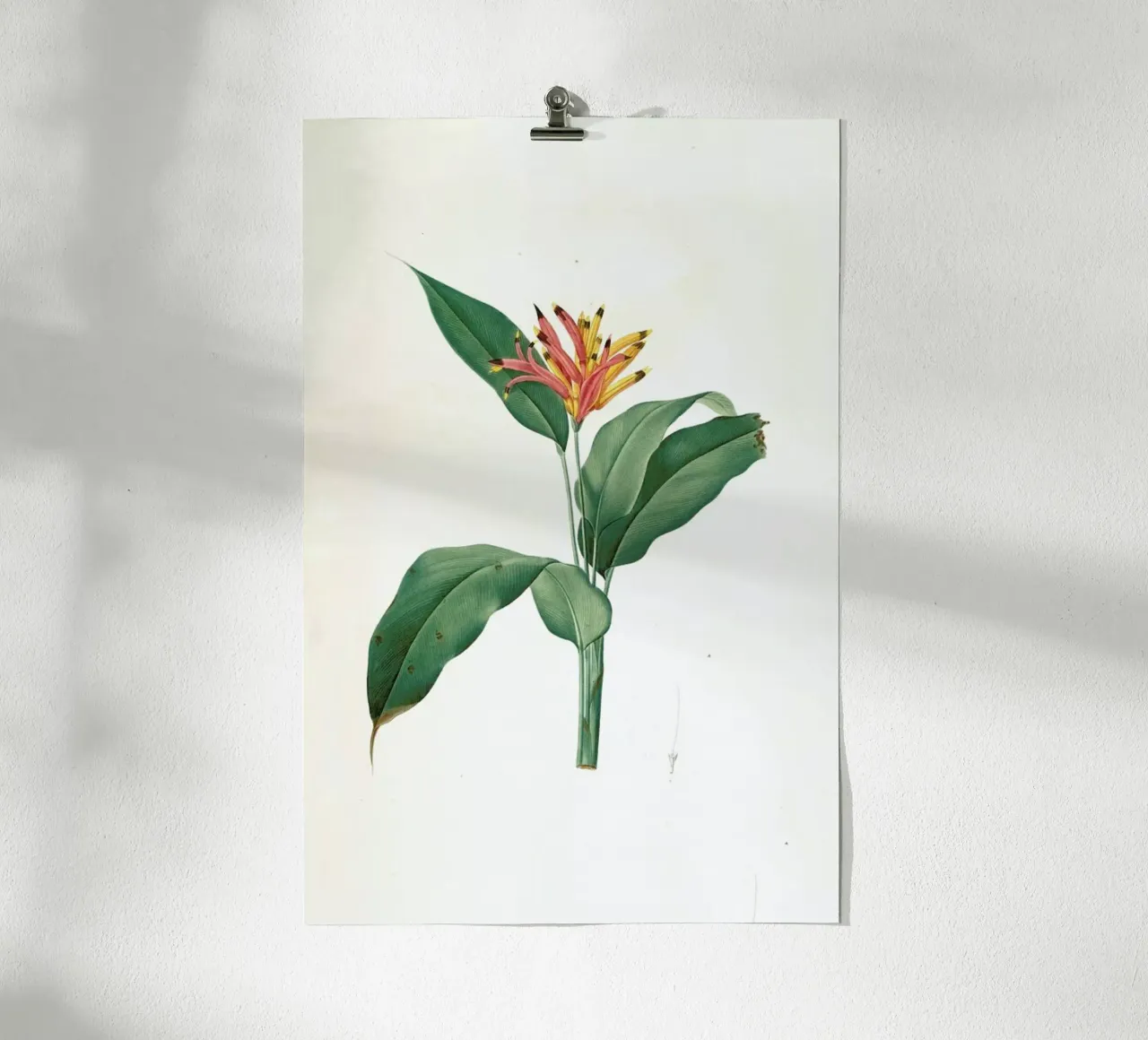 Heliconia psittacorum, Parrot Flower -Pierre Joseph poster con telaio in plastica da Artokoloro Quint Lox Ltd