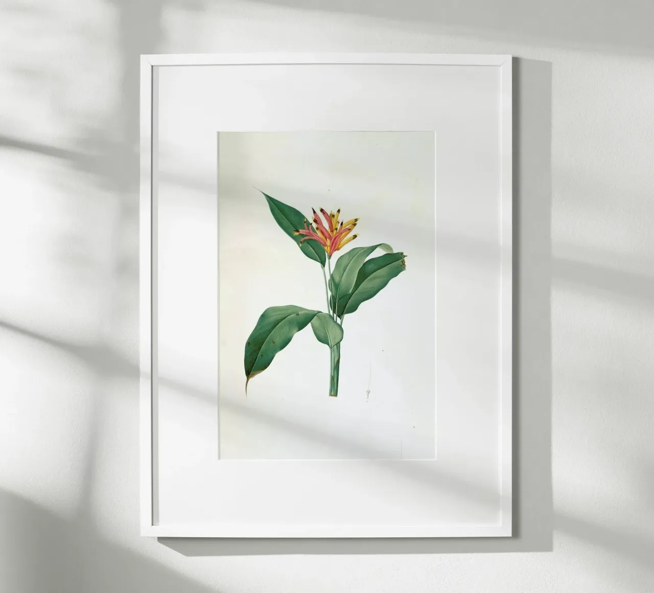 Heliconia psittacorum, Parrot Flower -Pierre Joseph poster con telaio in plastica da Artokoloro Quint Lox Ltd