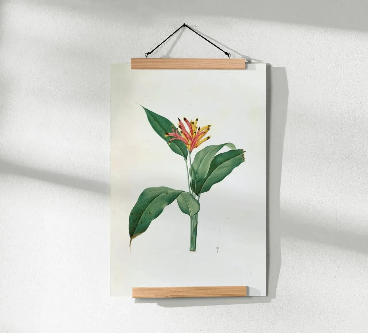 Heliconia psittacorum, Parrot Flower -Pierre Joseph poster con telaio in plastica da Artokoloro Quint Lox Ltd
