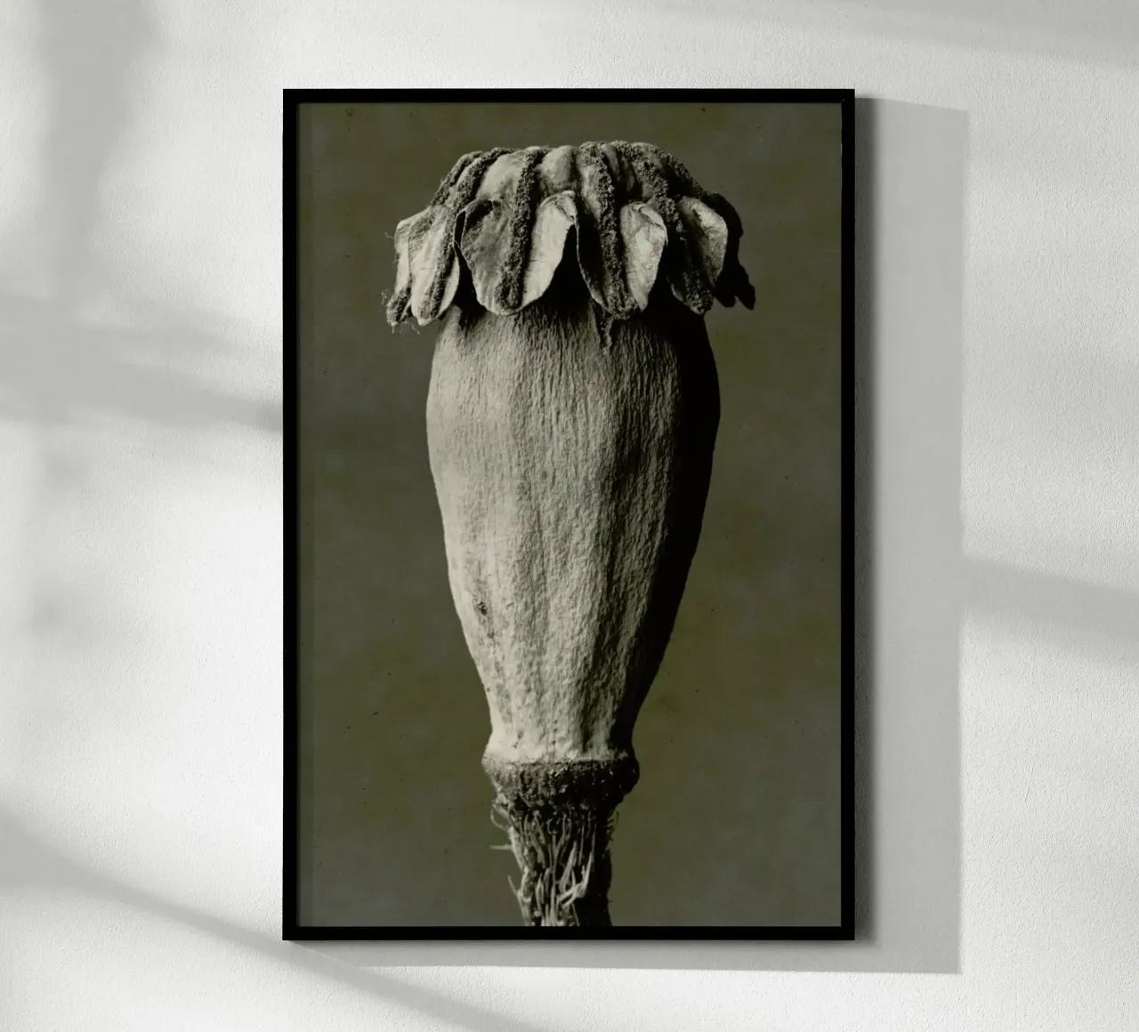 Papaver Orientalis, 1928 - 1932 - Karl Blossfeldt, poster con telaio in alluminio da Artokoloro Quint Lox Ltd