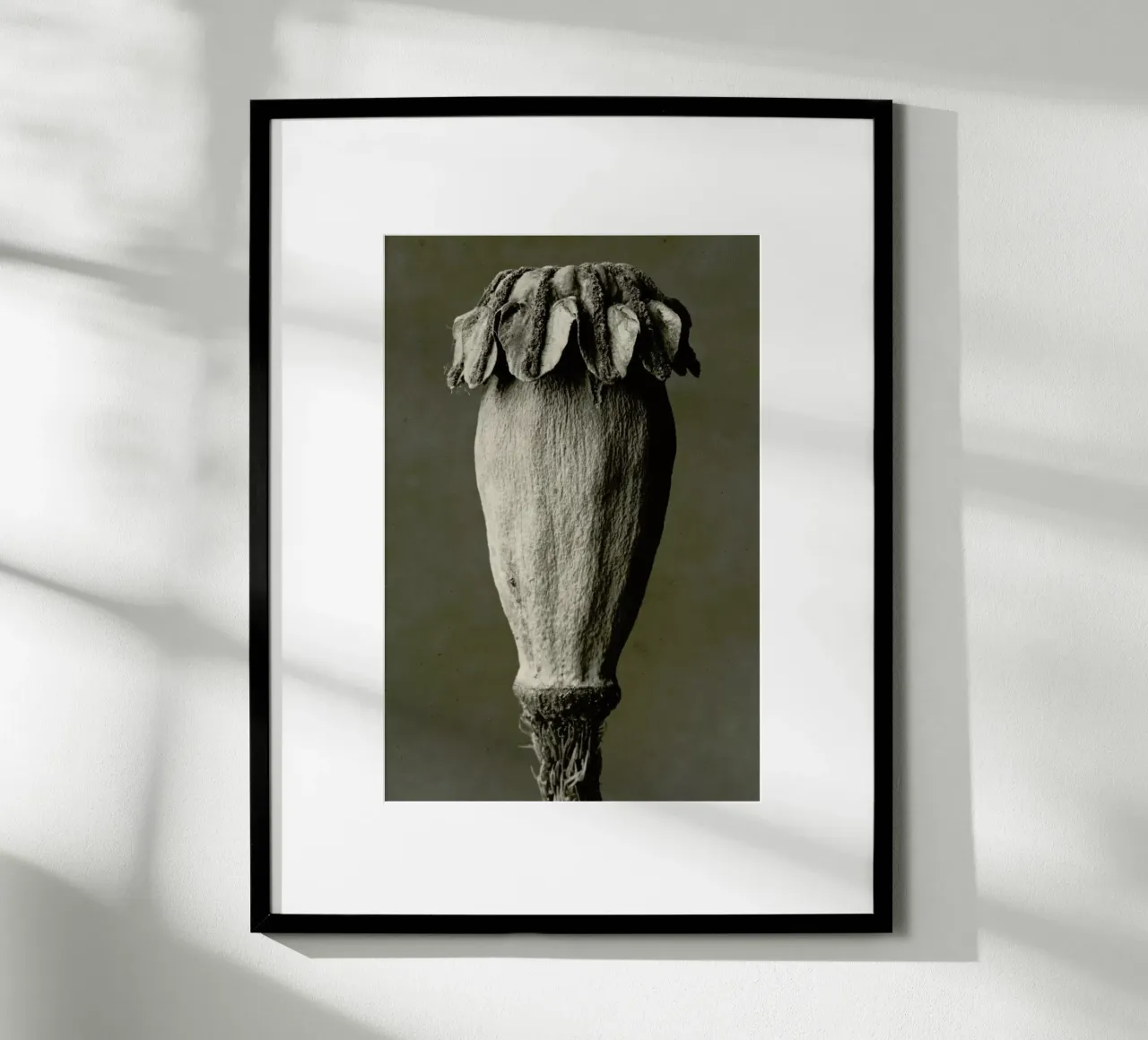 Papaver Orientalis, 1928 - 1932 - Karl Blossfeldt, poster con telaio in alluminio da Artokoloro Quint Lox Ltd