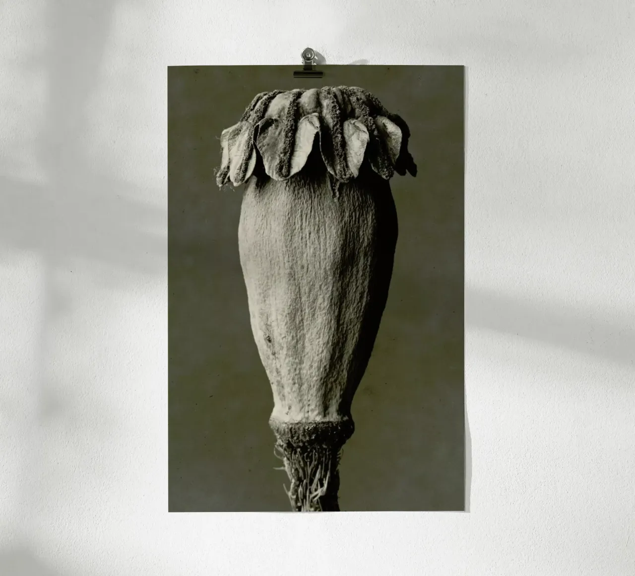 Papaver Orientalis, 1928 - 1932 - Karl Blossfeldt, poster con telaio in alluminio da Artokoloro Quint Lox Ltd