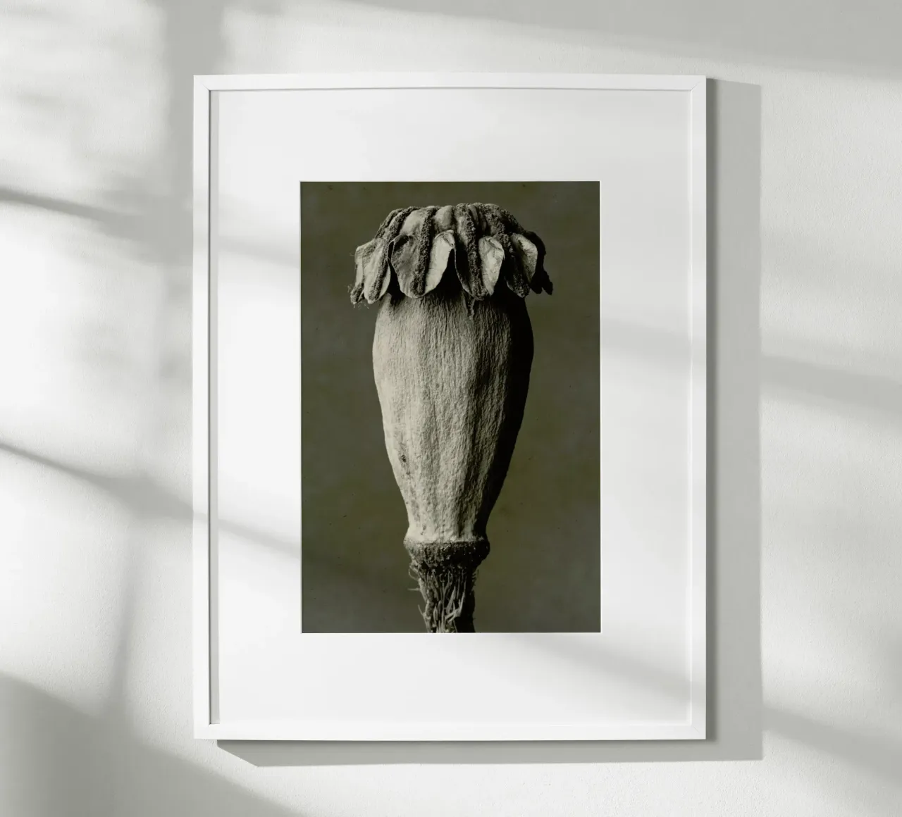 Papaver Orientalis, 1928 - 1932 - Karl Blossfeldt, poster con telaio in alluminio da Artokoloro Quint Lox Ltd