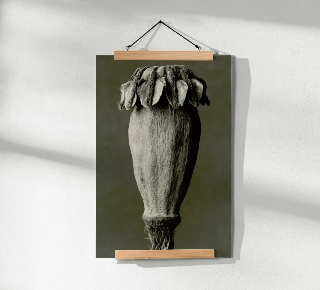 Papaver Orientalis, 1928 - 1932 - Karl Blossfeldt, poster con telaio in alluminio da Artokoloro Quint Lox Ltd