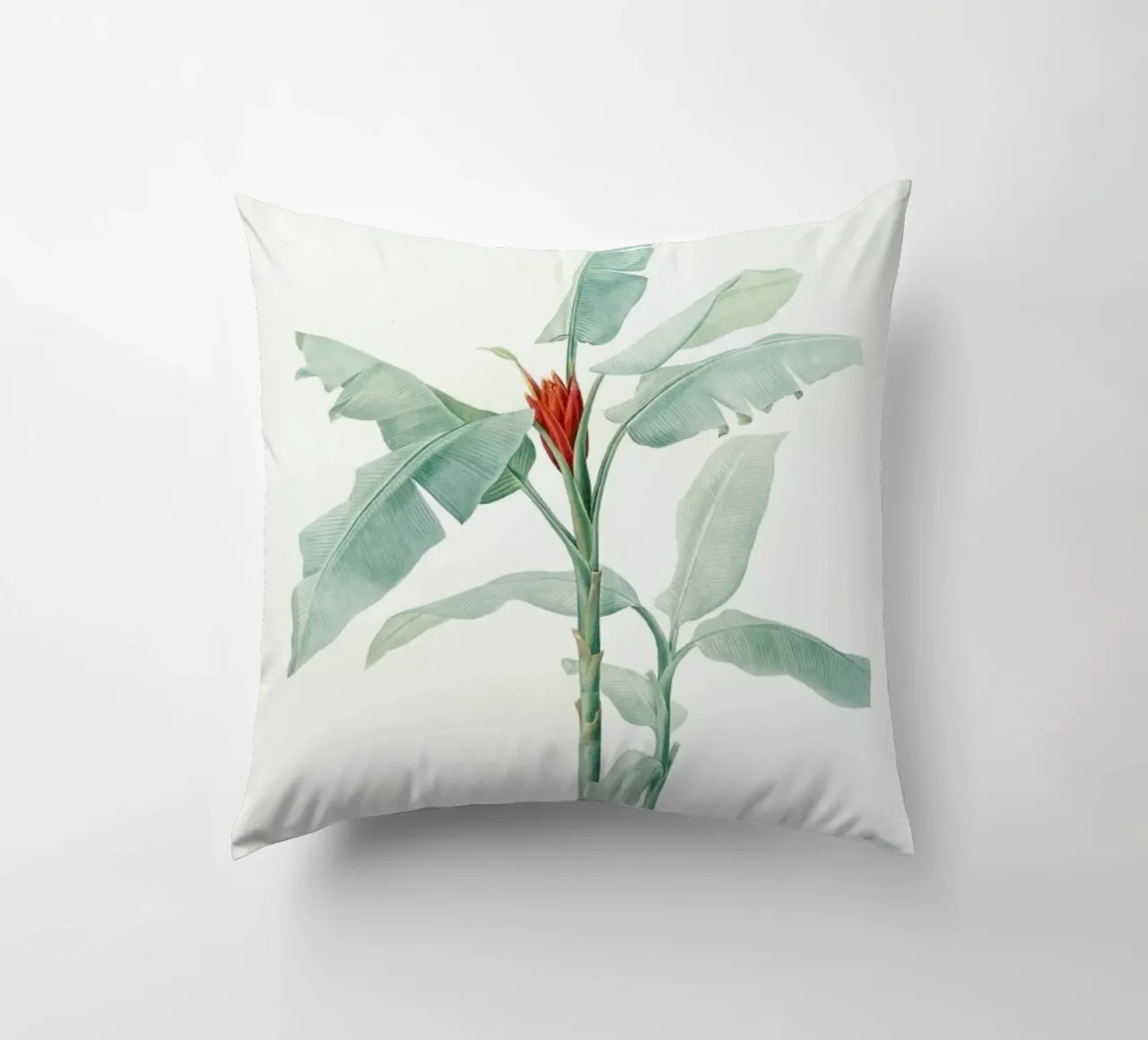 Musa coccinea, Redouté - Pierre Joseph cuscino da Artokoloro Quint Lox Ltd