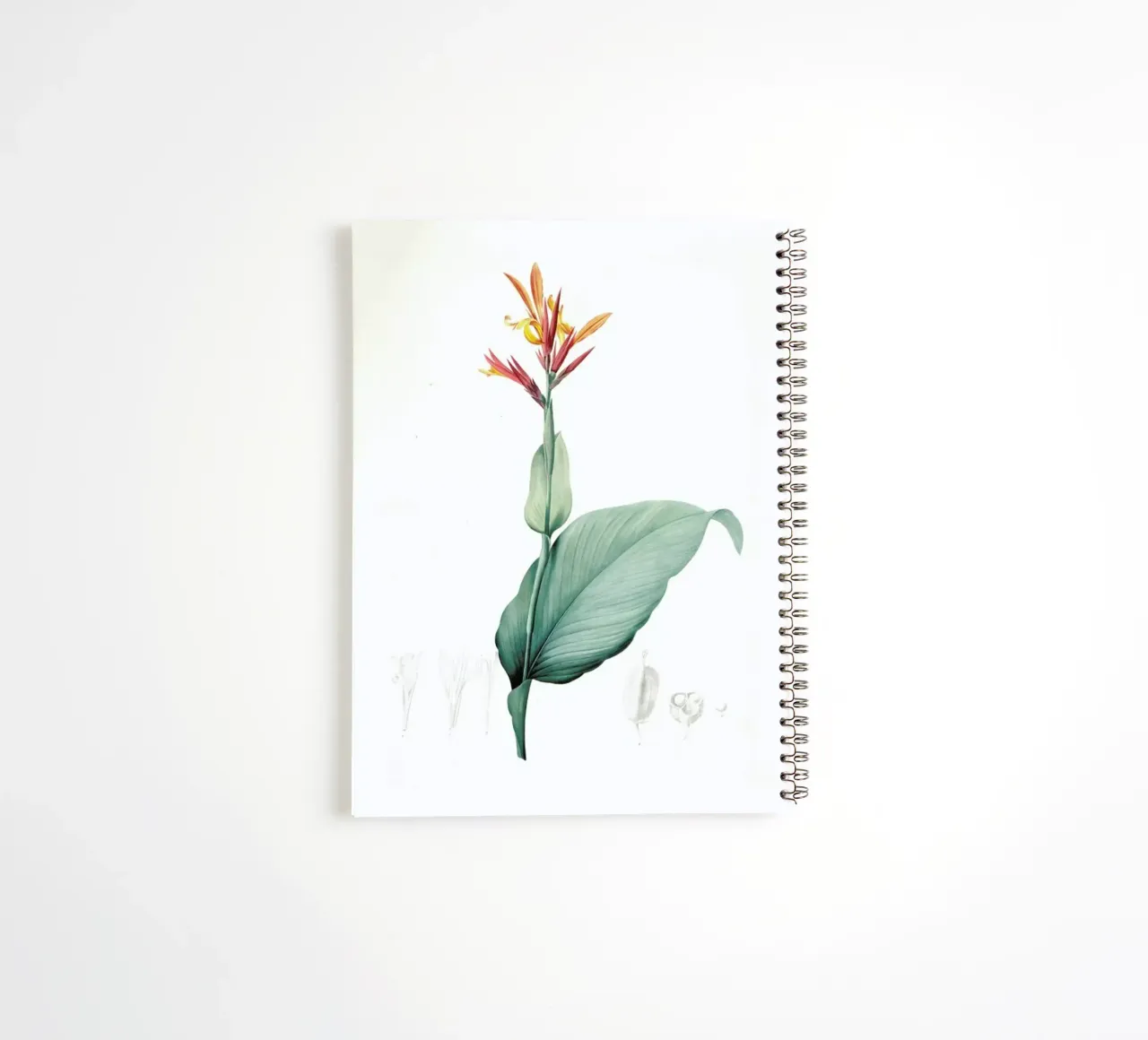 Canna indica, Baslisier der Indes, Indian Shot -Pierre Joseph spiral notebook by Artokoloro Quint Lox Ltd