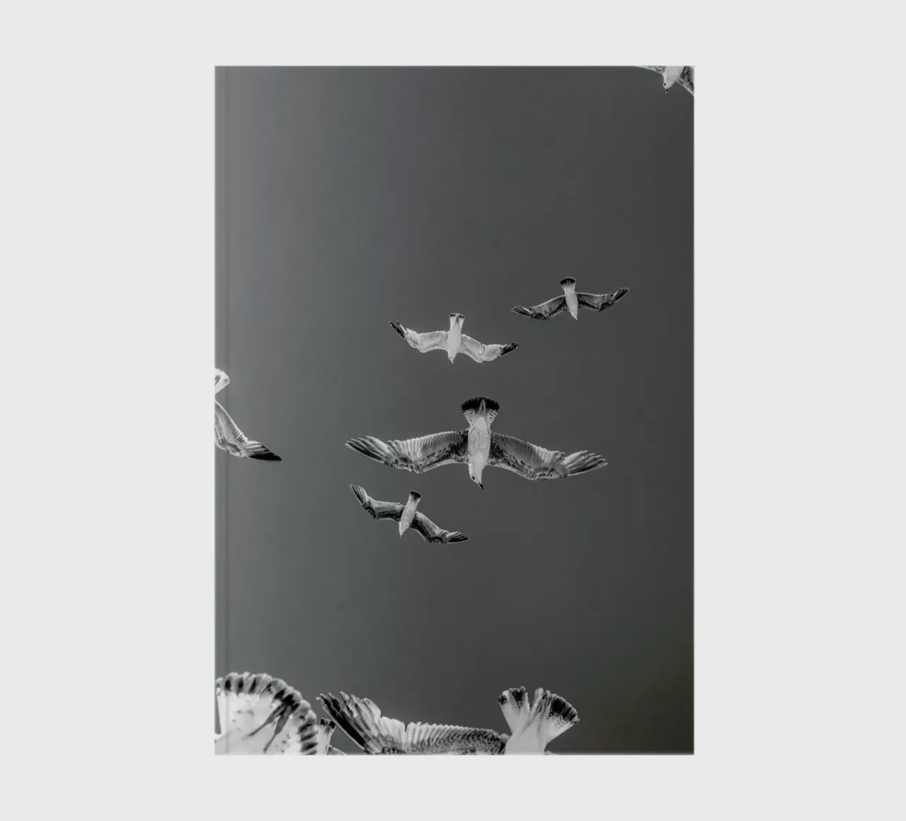 Soaring Birds notebook by EyeEm Mobile GmbH