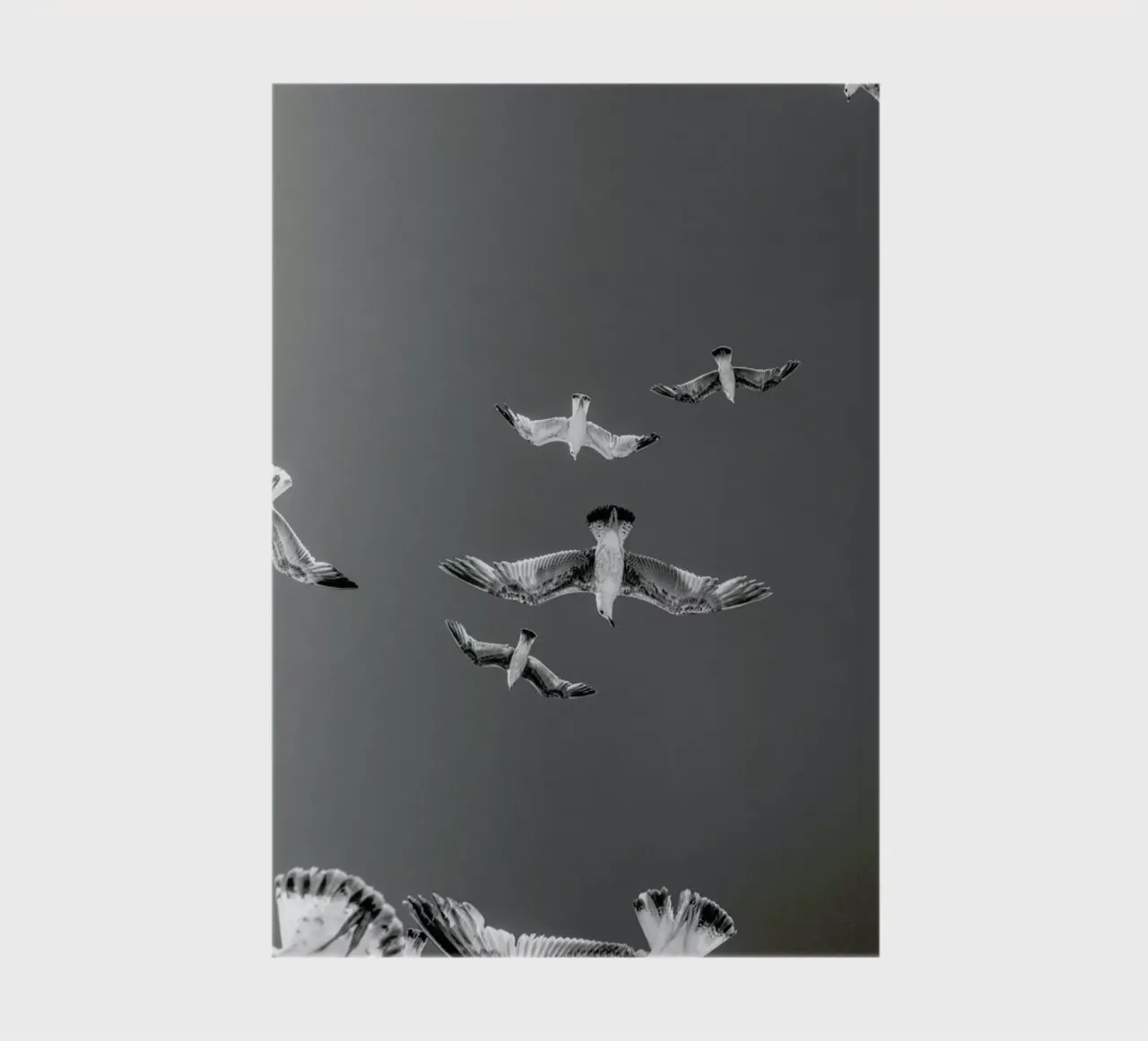 Soaring Birds notebook by EyeEm Mobile GmbH