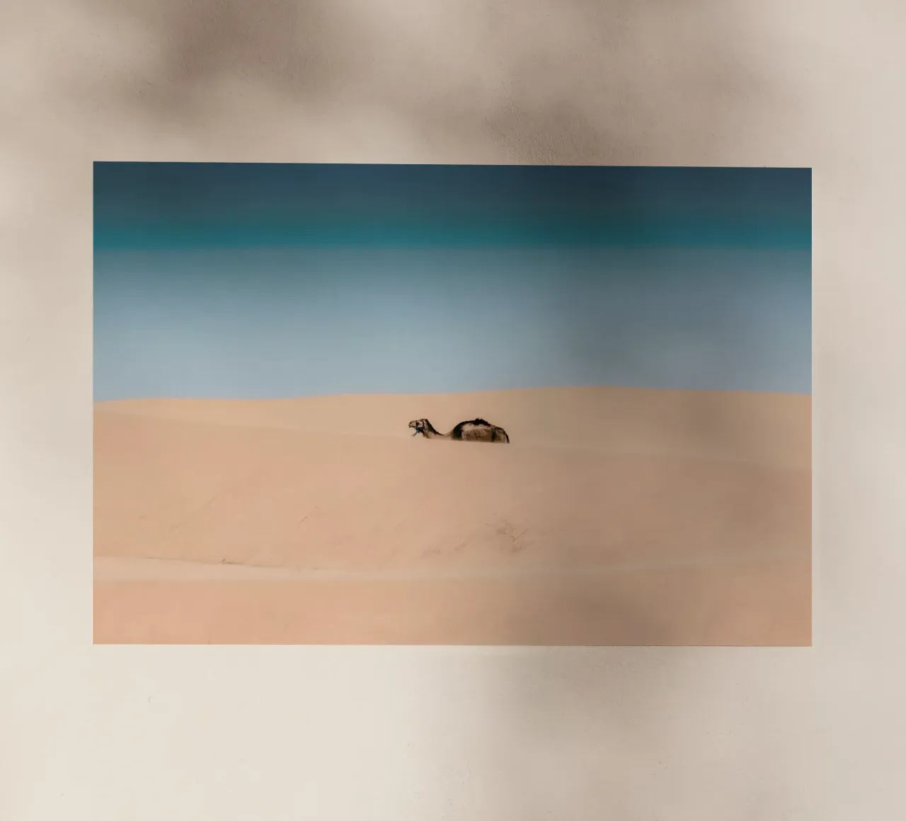 Lone Camel pellicola backlit da EyeEm Mobile GmbH