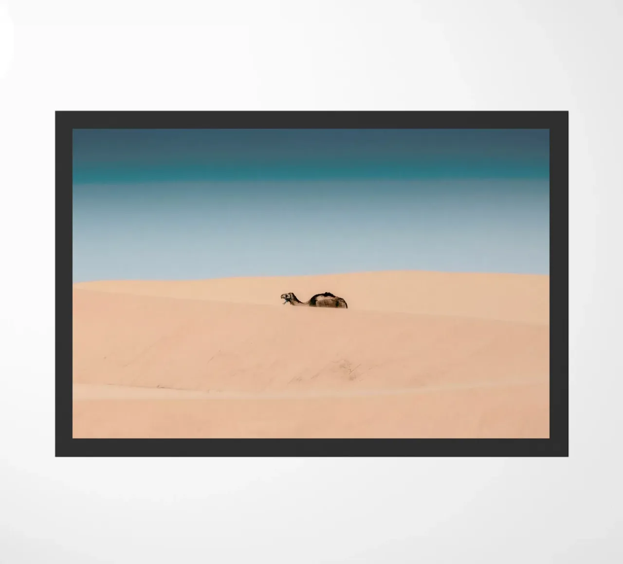 Lone Camel zerbino da EyeEm Mobile GmbH